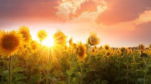 Zon!